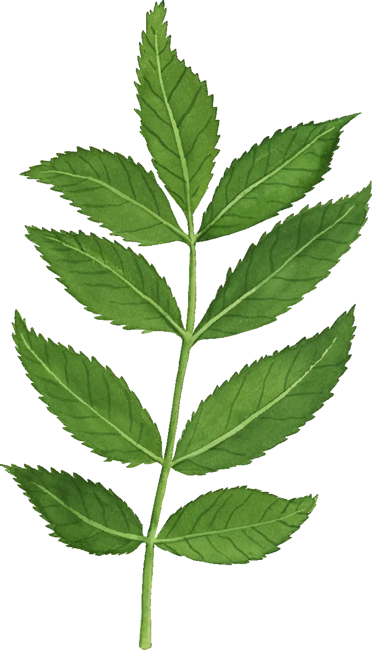 Ash leaf illustration