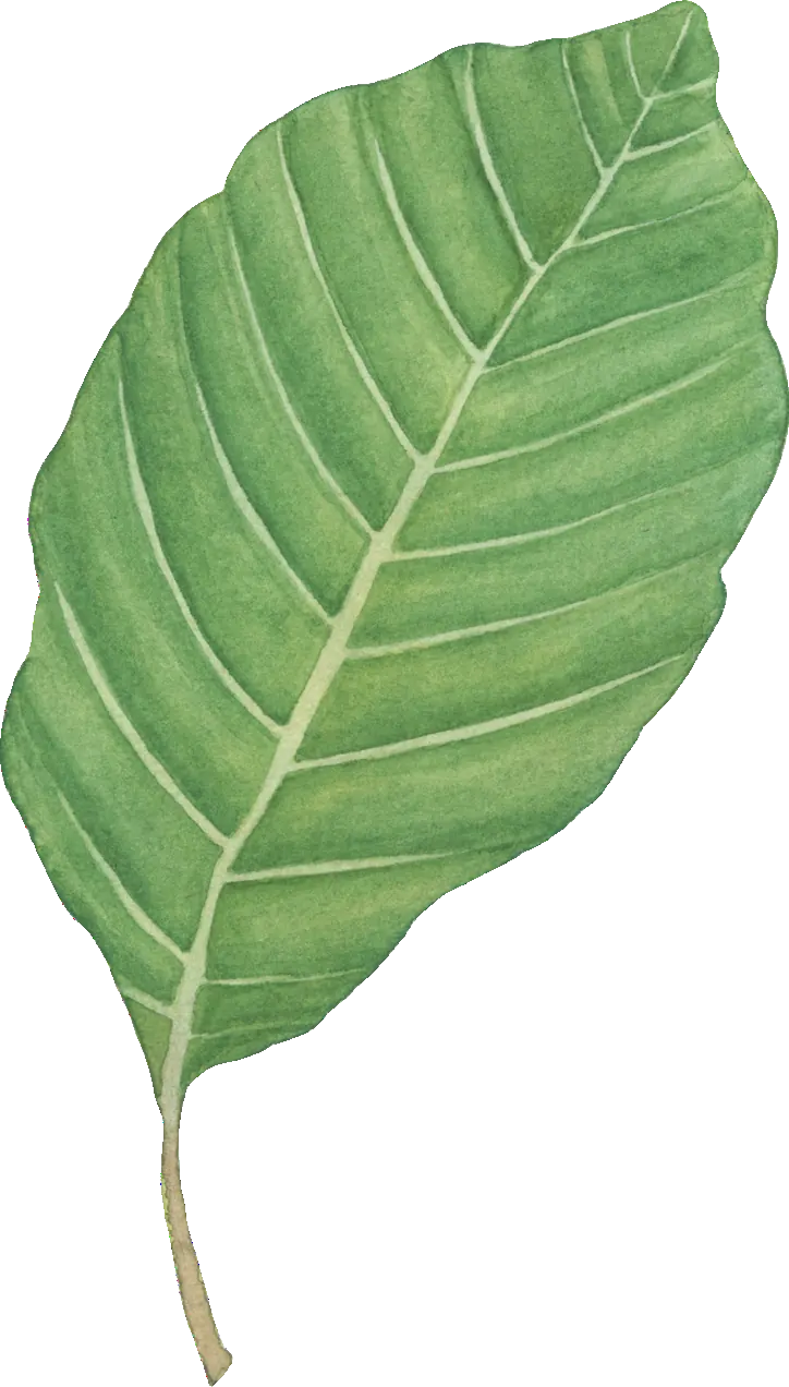Beech leaf illustration