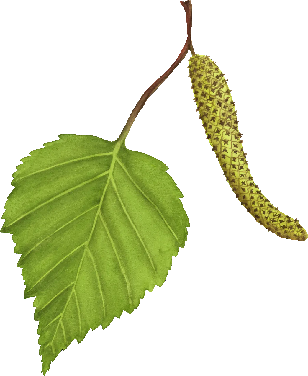 Birch leaf illustration