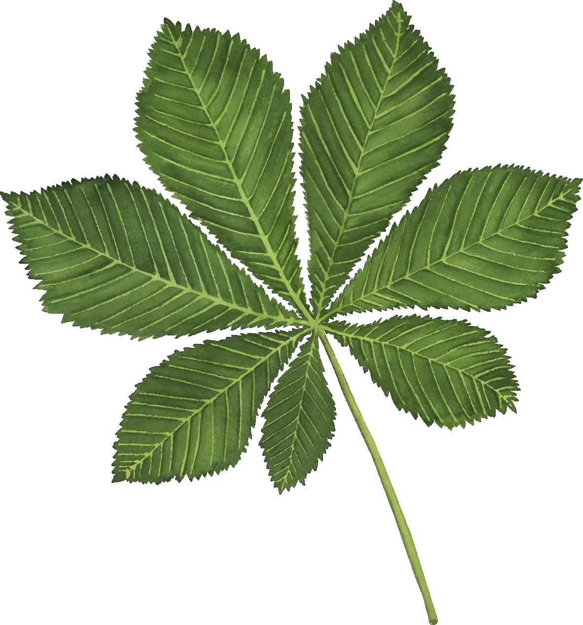 Chestnut leaf illustration