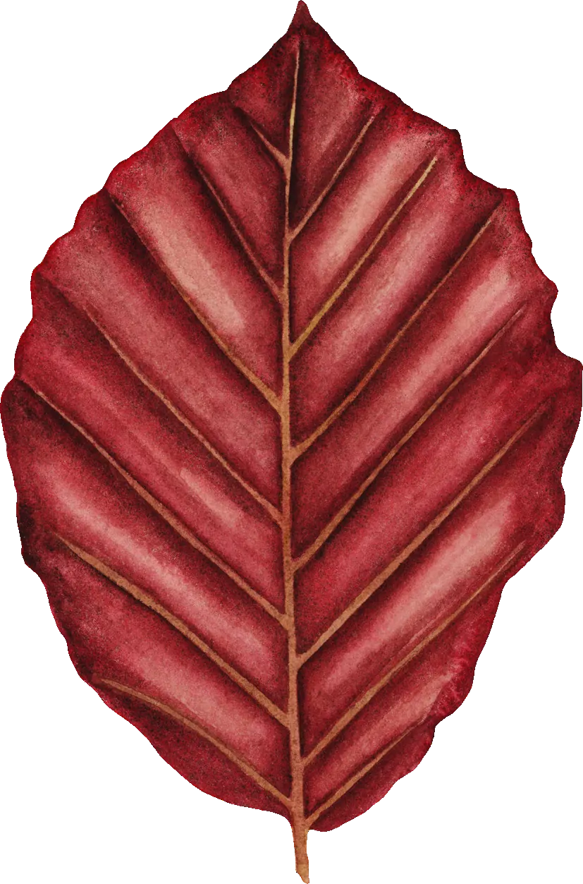 Copper Beech leaf illustration