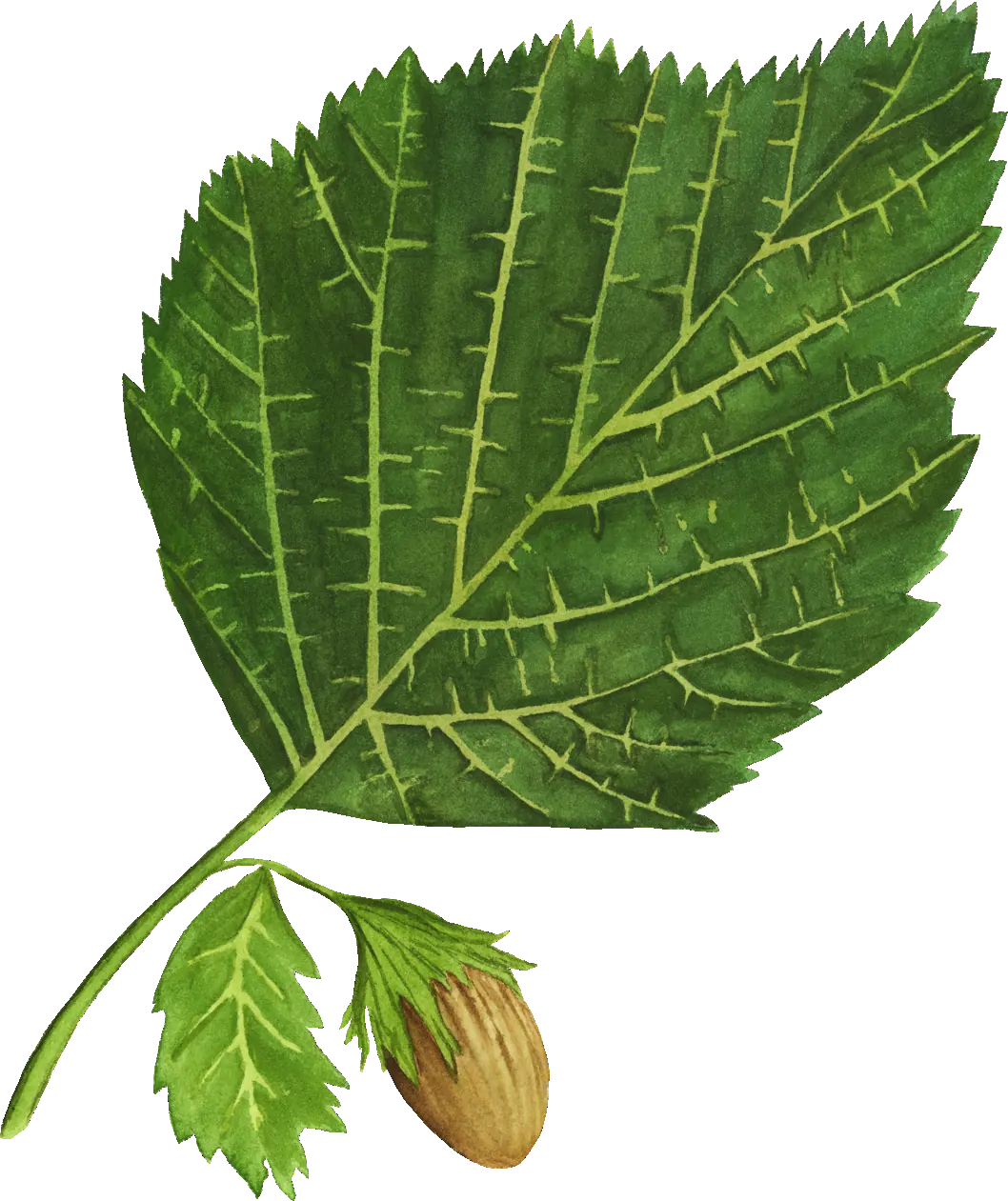 Hazel leaf illustration