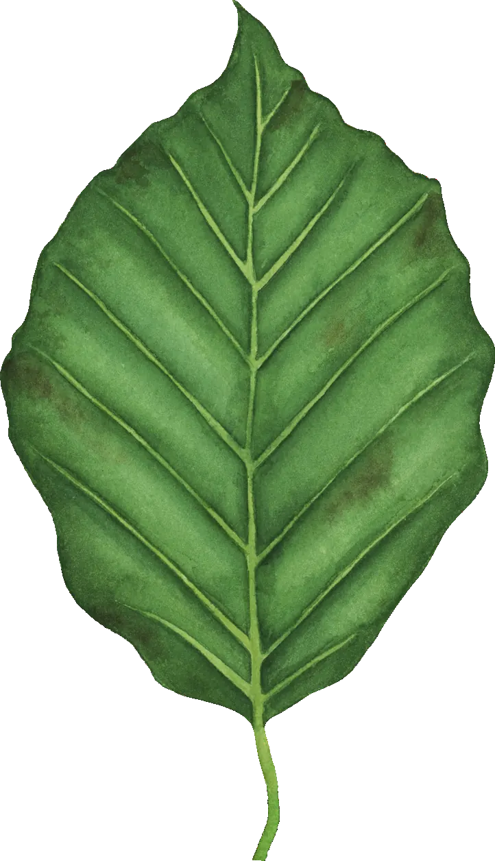 Hornbeam leaf illustration