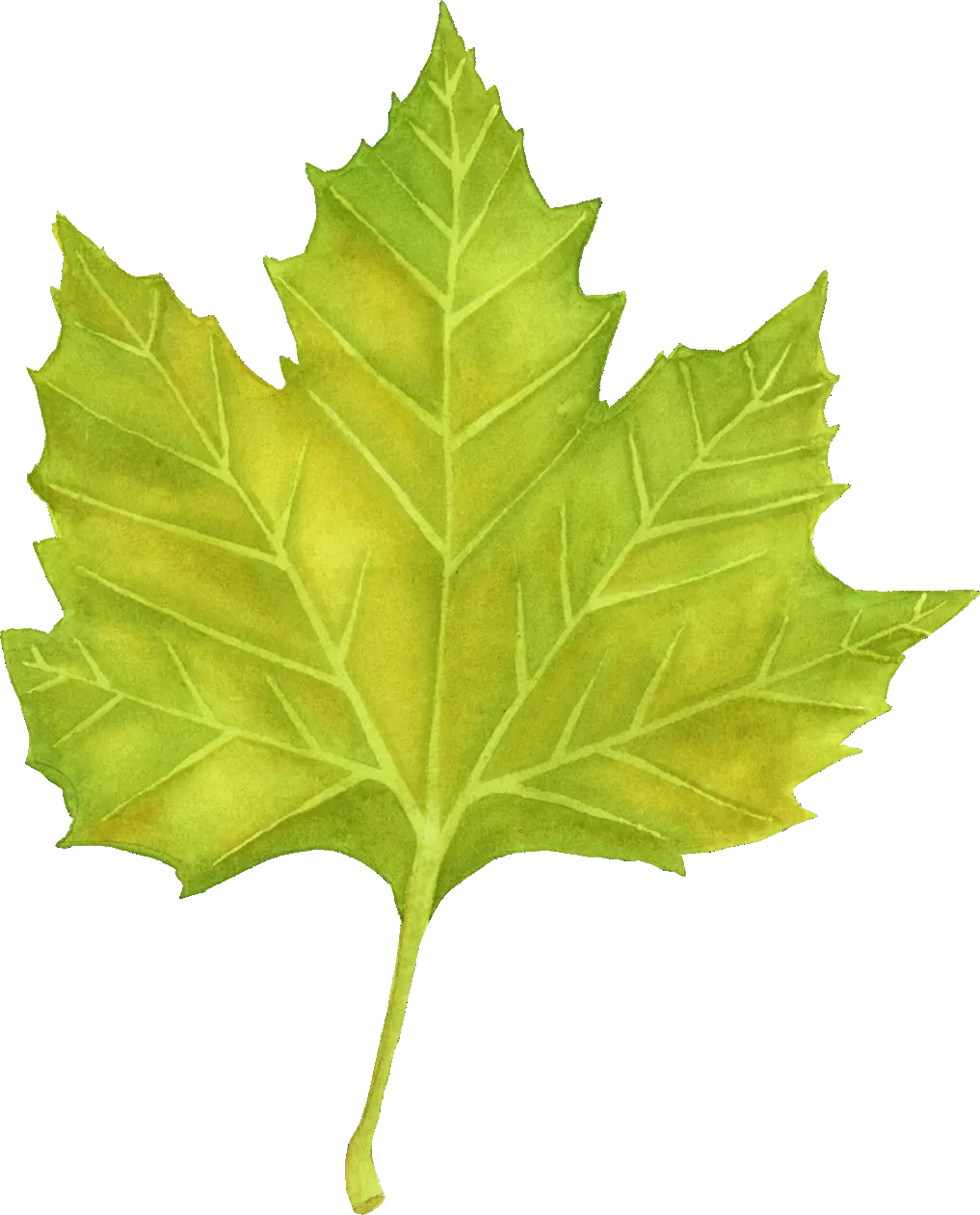 Plane leaf illustration