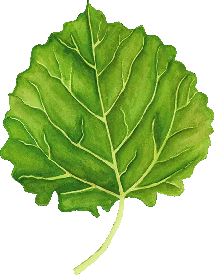 Poplar leaf illustration