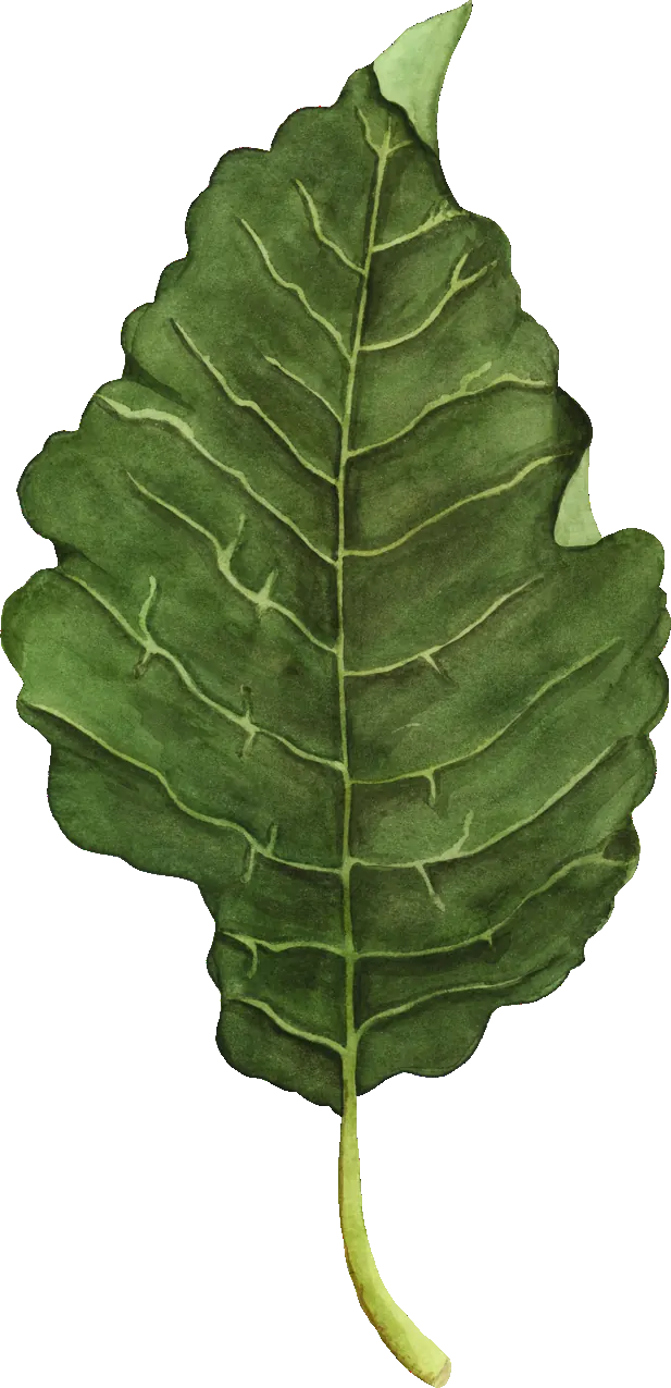 Willow leaf illustration