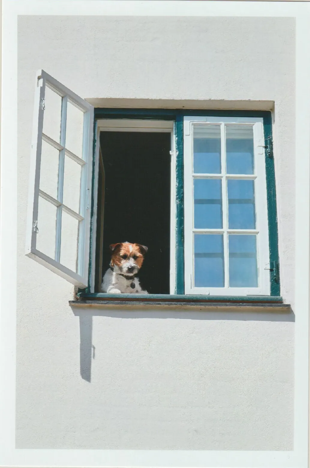 A small dog looking out from an open Villa Hesnæs window.