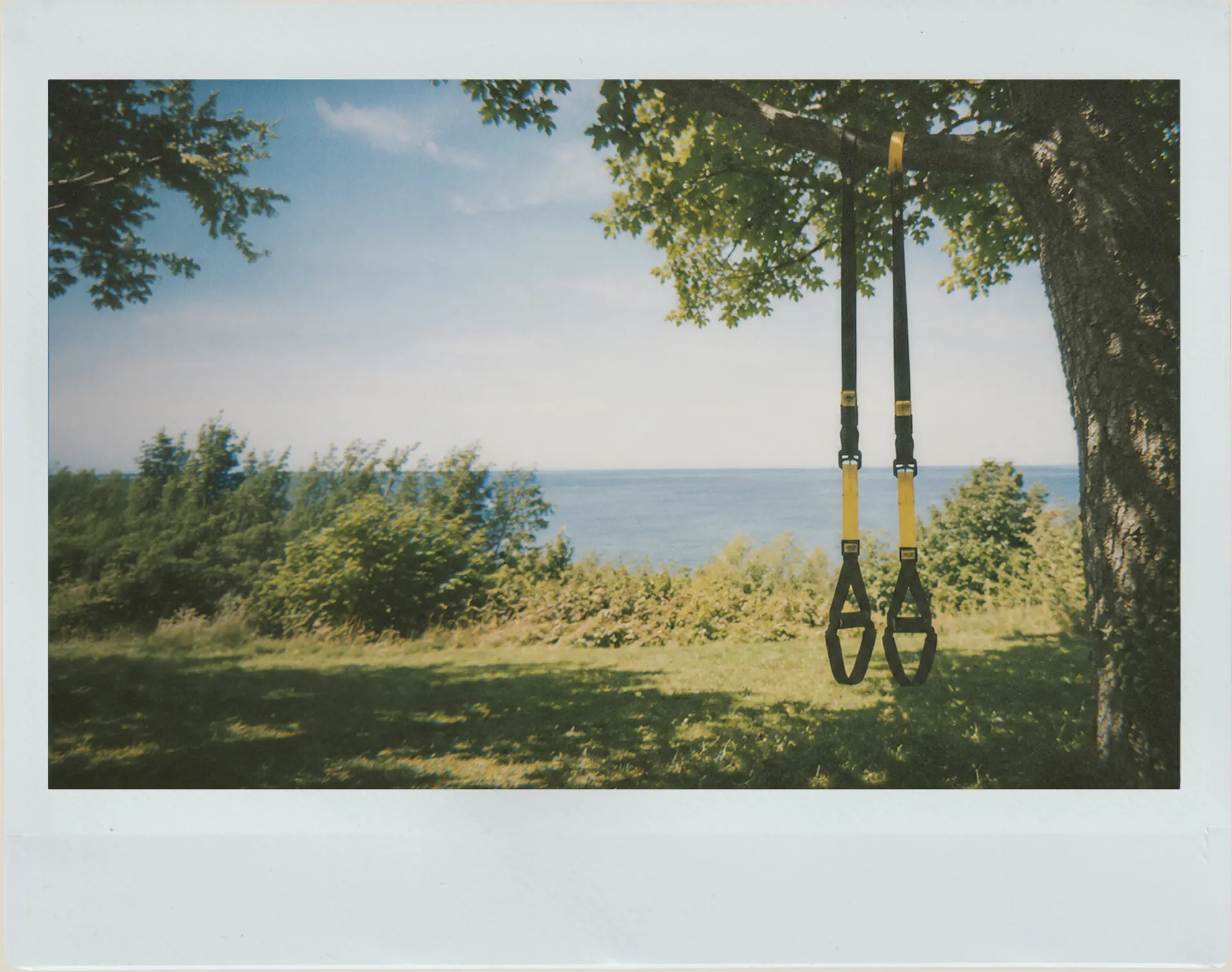 Training straps hanging from a tree with sea views behind them.