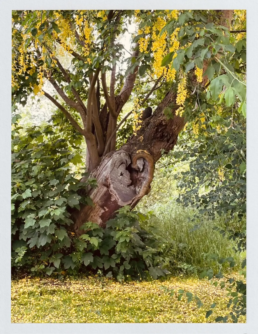 An old tree in the garden near the treatment space.