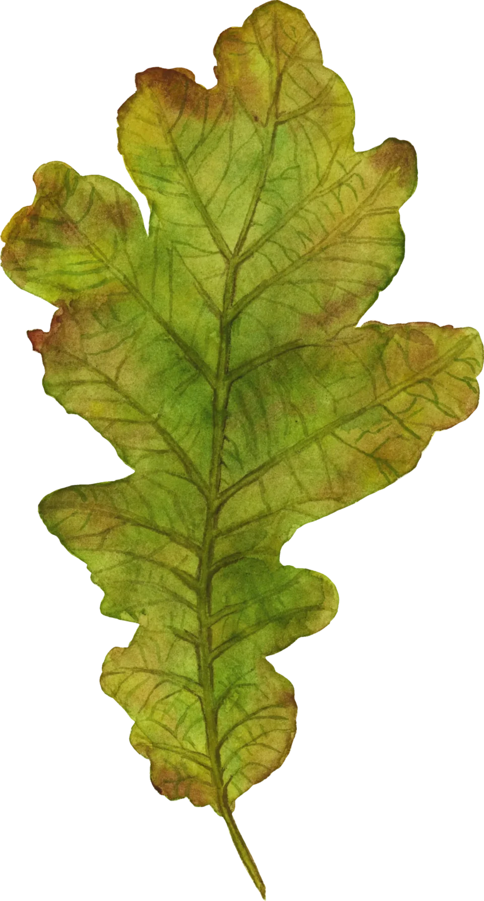 Oak leaf illustration